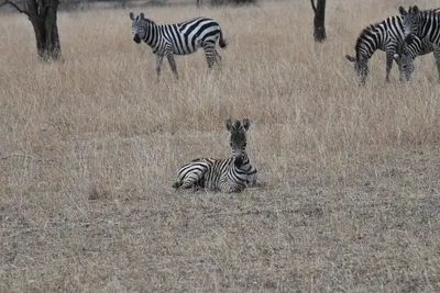 DSC_4113 (Large).JPG